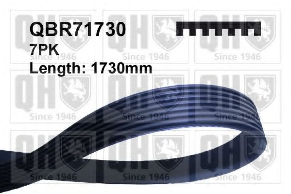 QBR71730 QUINTON HAZELL V-Belt; V-Ribbed Belts