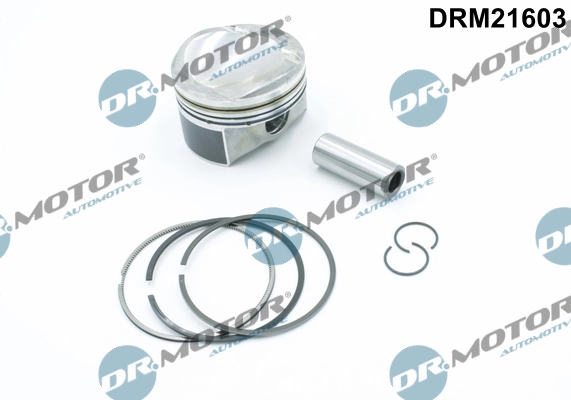 LIZARTE DRM21603